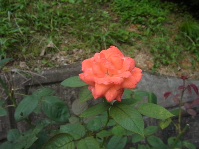 RIMG0388.JPG