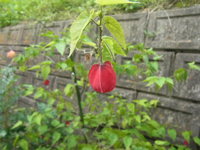 RIMG0390.JPG