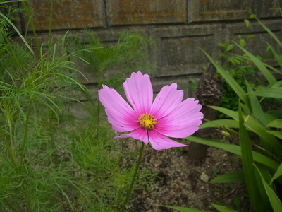 RIMG0391.JPG